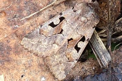<i>Orthosia gothica</i>