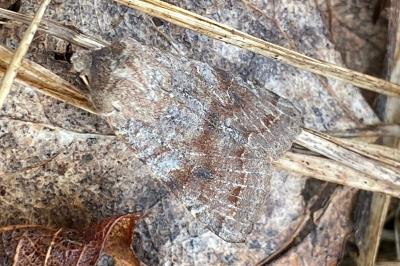 <i>Orthosia incerta</i>