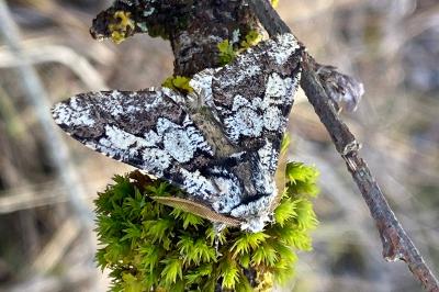 <i>Biston strataria</i>