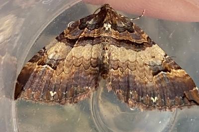 <i>Earophila badiata</i>