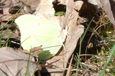 <i>Gonepteryx rhamni</i>