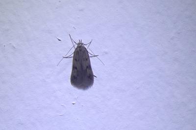 <i>Borkhausenia nefrax</i>