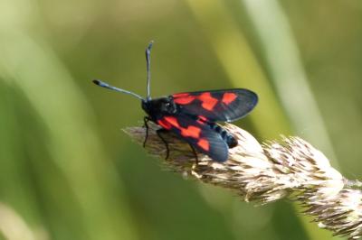 <i>Zygaena trifolii</i>