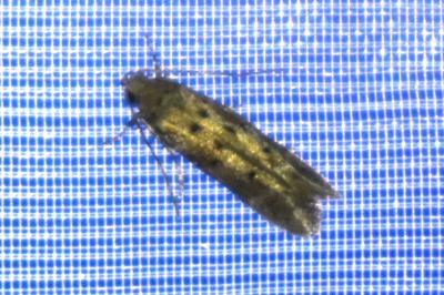 <i>Pseudotelphusa paripunctella</i>