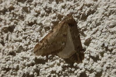 <i>Alsophila aescularia</i>