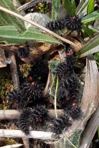 <i>Melitaea cinxia</i>