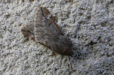<i>Alsophila aescularia</i>