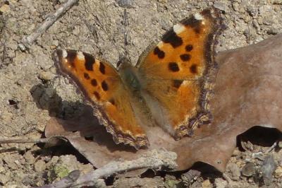 <i>Nymphalis polychloros</i>