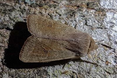 <i>Orthosia cruda</i>