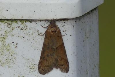 <i>Tortricodes alternella</i>