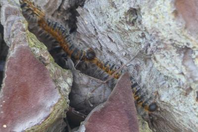 <i>Thaumetopoea pityocampa</i>