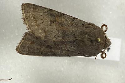 <i>Orthosia populeti</i>