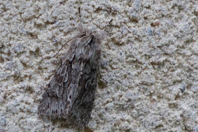 <i>Xylocampa areola</i>