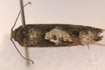 <i>Epinotia immundana</i>