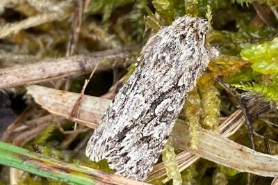 <i>Xylocampa areola</i>