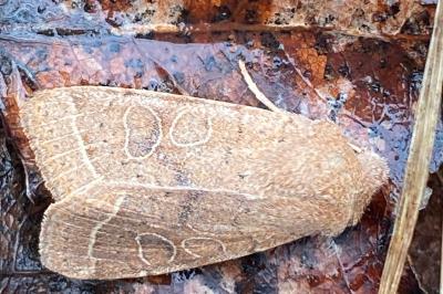 <i>Orthosia cerasi</i>