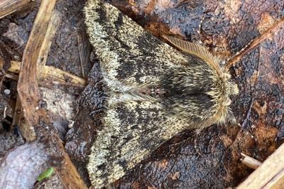 <i>Apocheima hispidaria</i>