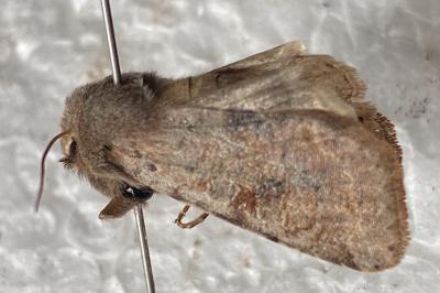 <i>Orthosia populeti</i>