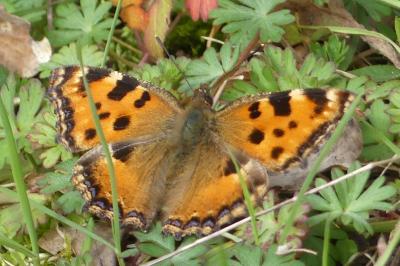 <i>Nymphalis polychloros</i>