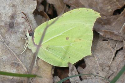 <i>Gonepteryx rhamni</i>