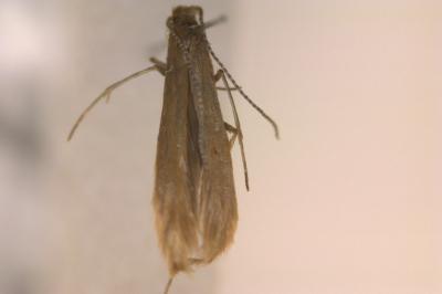 <i>Coleophora caespititiella</i>