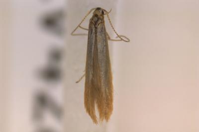 <i>Coleophora milvipennis</i>