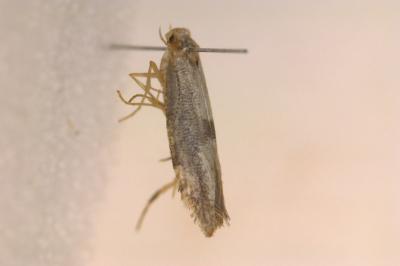 <i>Argyresthia spinosella</i>