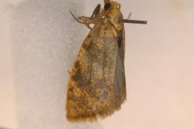 <i>Aleimma loeflingiana</i>
