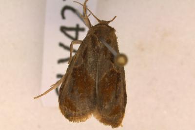 <i>Archips crataegana</i>