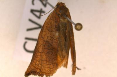 <i>Archips podana</i>