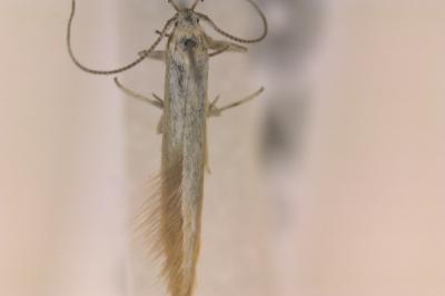 <i>Coleophora striatipennella</i>