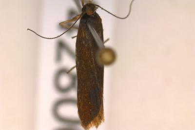 <i>Dichomeris ustalella</i>
