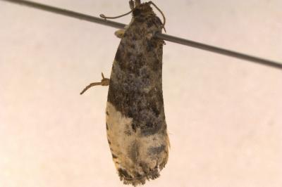 <i>Hedya nubiferana</i>