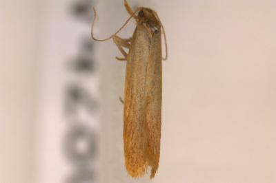 <i>Helcystogramma rufescens</i>