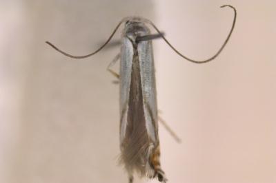 <i>Lyonetia prunifoliella</i>
