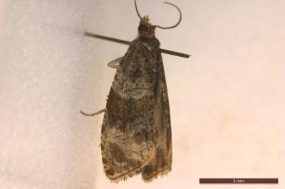 <i>Orthotaenia undulana</i>