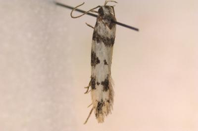 <i>Pseudotelphusa scalella</i>
