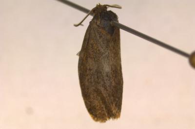<i>Ptycholoma lecheana</i>
