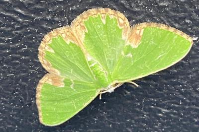 <i>Comibaena bajularia</i>