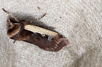 <i>Ochropleura plecta</i>
