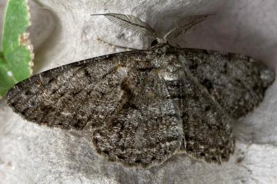 <i>Hypomecis roboraria</i>