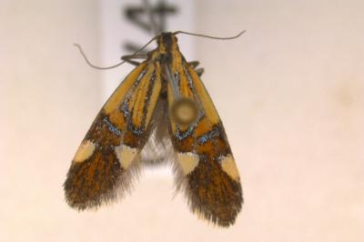 <i>Alabonia geoffrella</i>