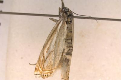 <i>Crambus lathoniellus</i>