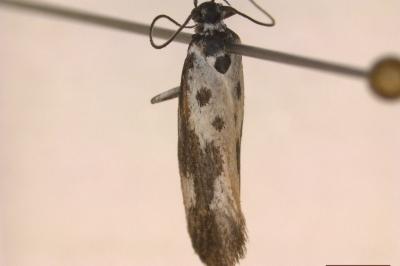 <i>Ethmia quadrillella</i>