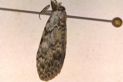 <i>Meganola strigula</i>