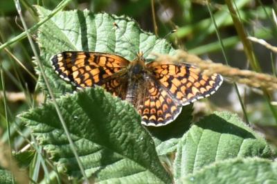 <i>Melitaea phoebe</i>
