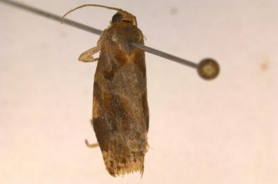 <i>Archips xylosteana</i>