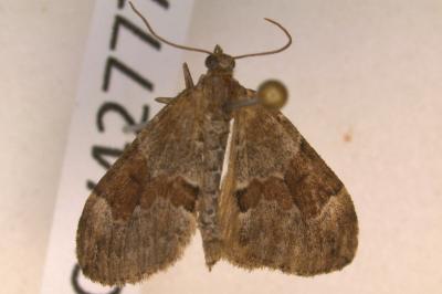 <i>Thera obeliscata</i>