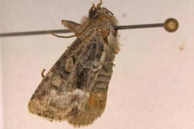<i>Oligia</i>