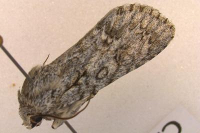 <i>Acronicta aceris</i>